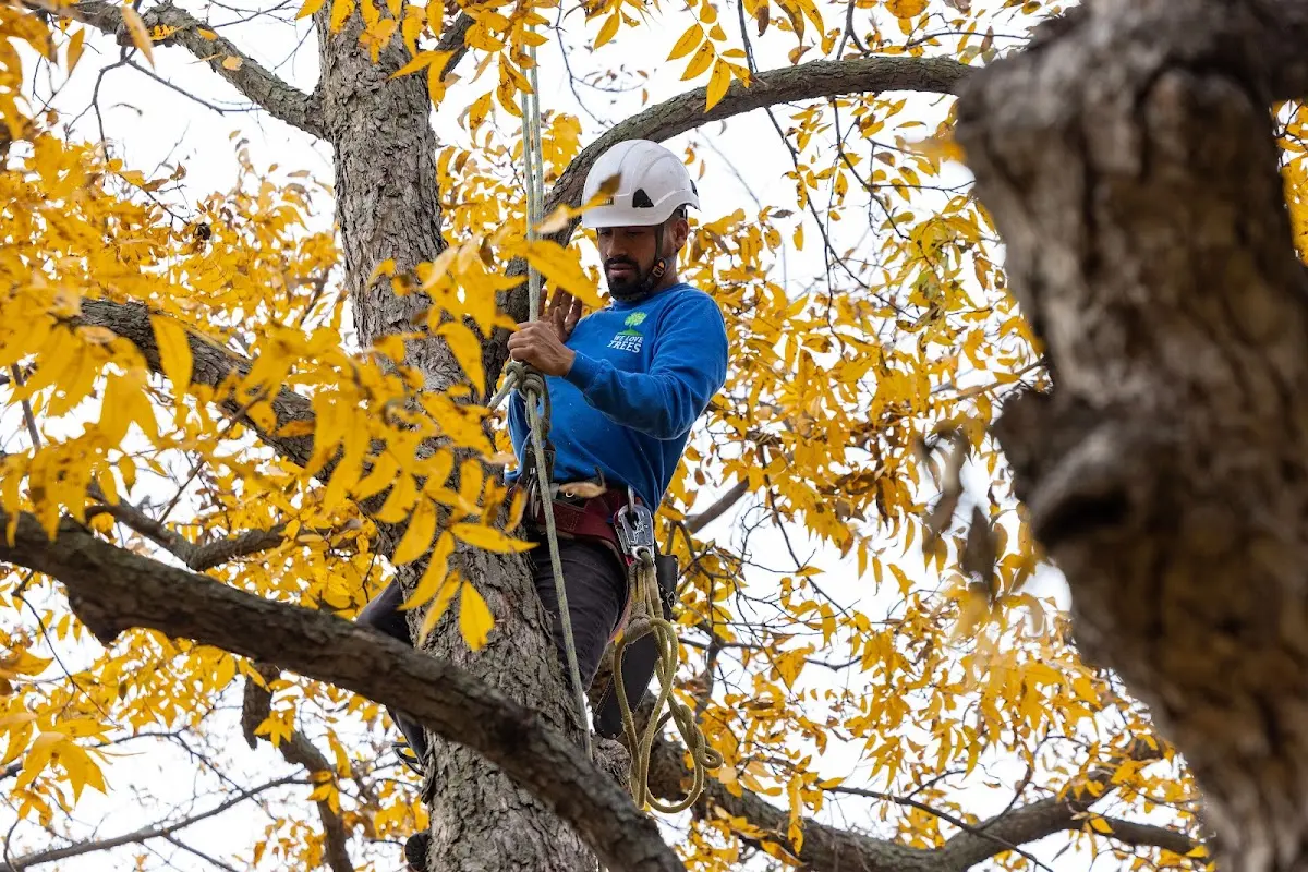 Skilled Tree Trimming crew working in Newport